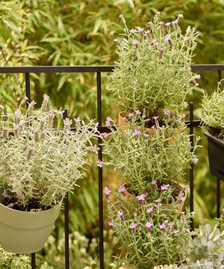 lavender in hanging pots on balcony railings