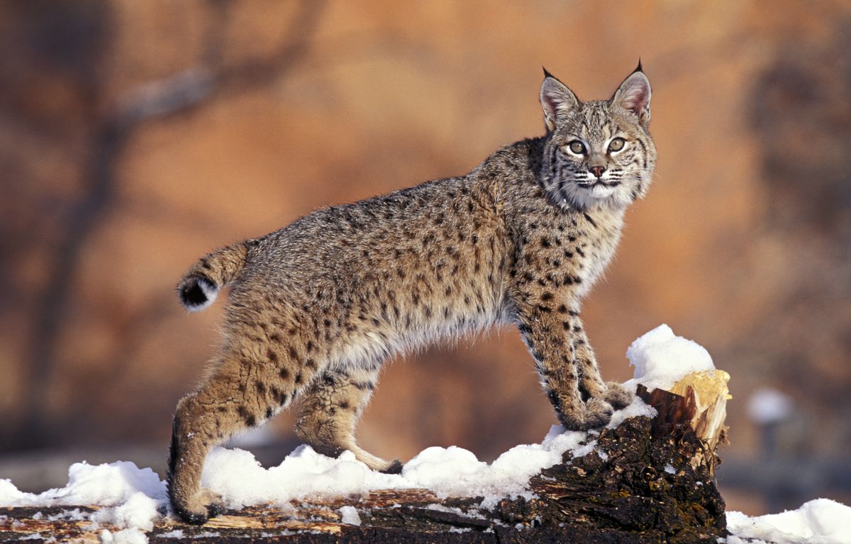 NY wants to bring bobcat hunting close to NYC