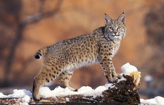 A bobcat on a log