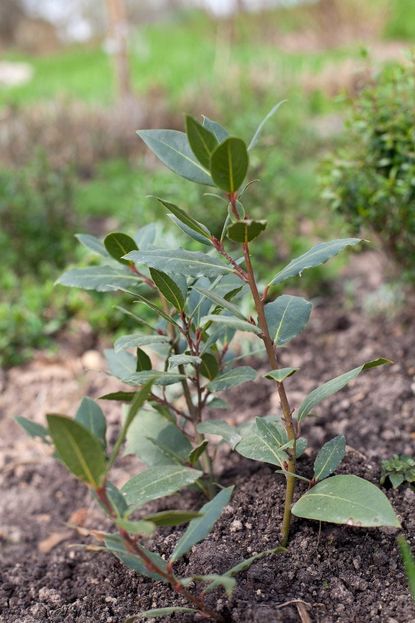 Small Planted Bay Tree Cuttings