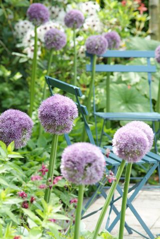 flowerbed packed with purple alliums