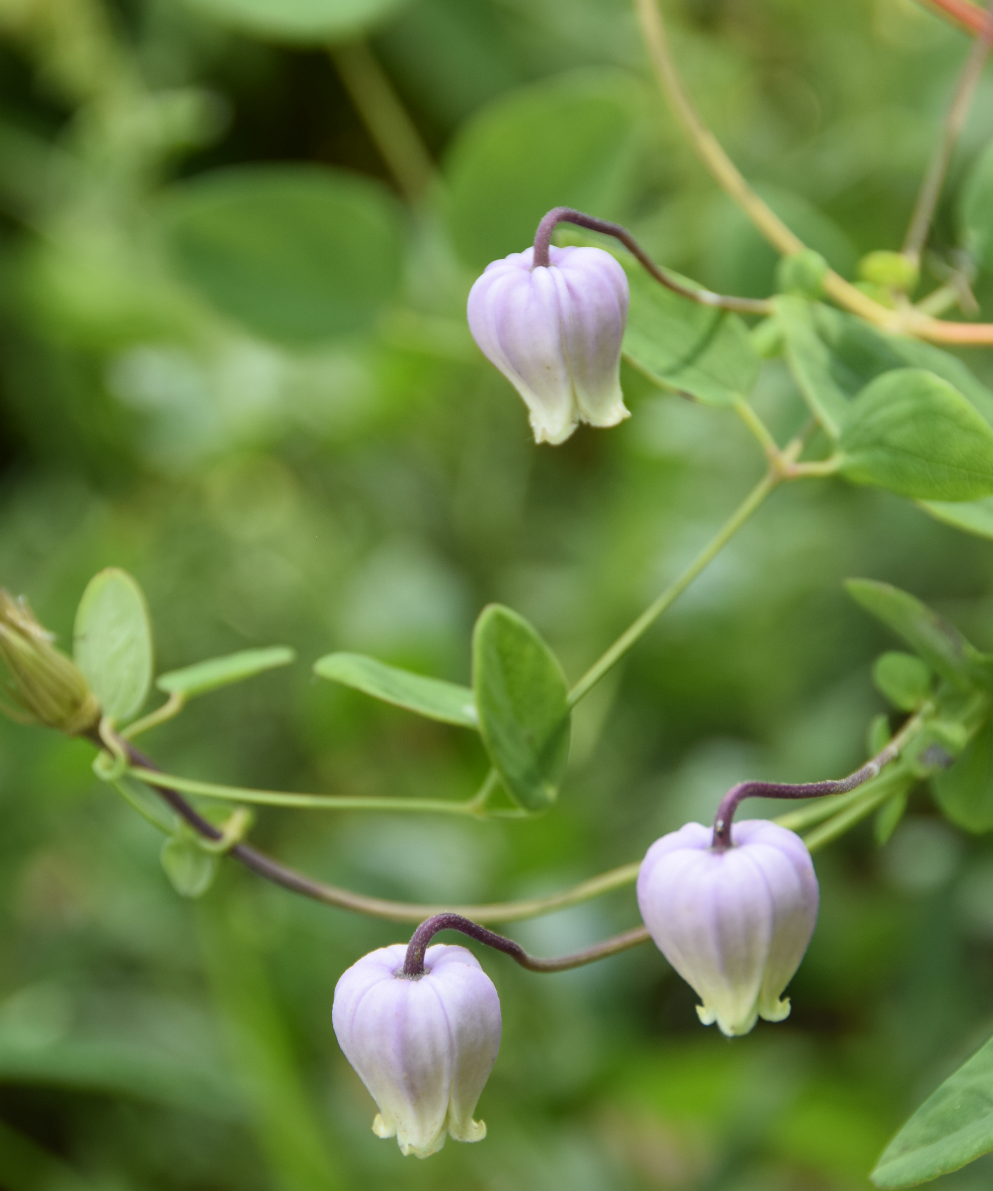 Tiny bell-shaped native clematis vine flowers