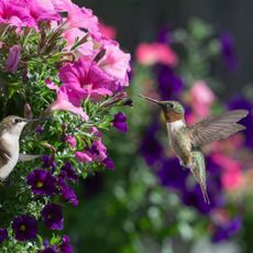 hummingbirds attracted by nectar to pink petunia flowers growing in a hanging basket