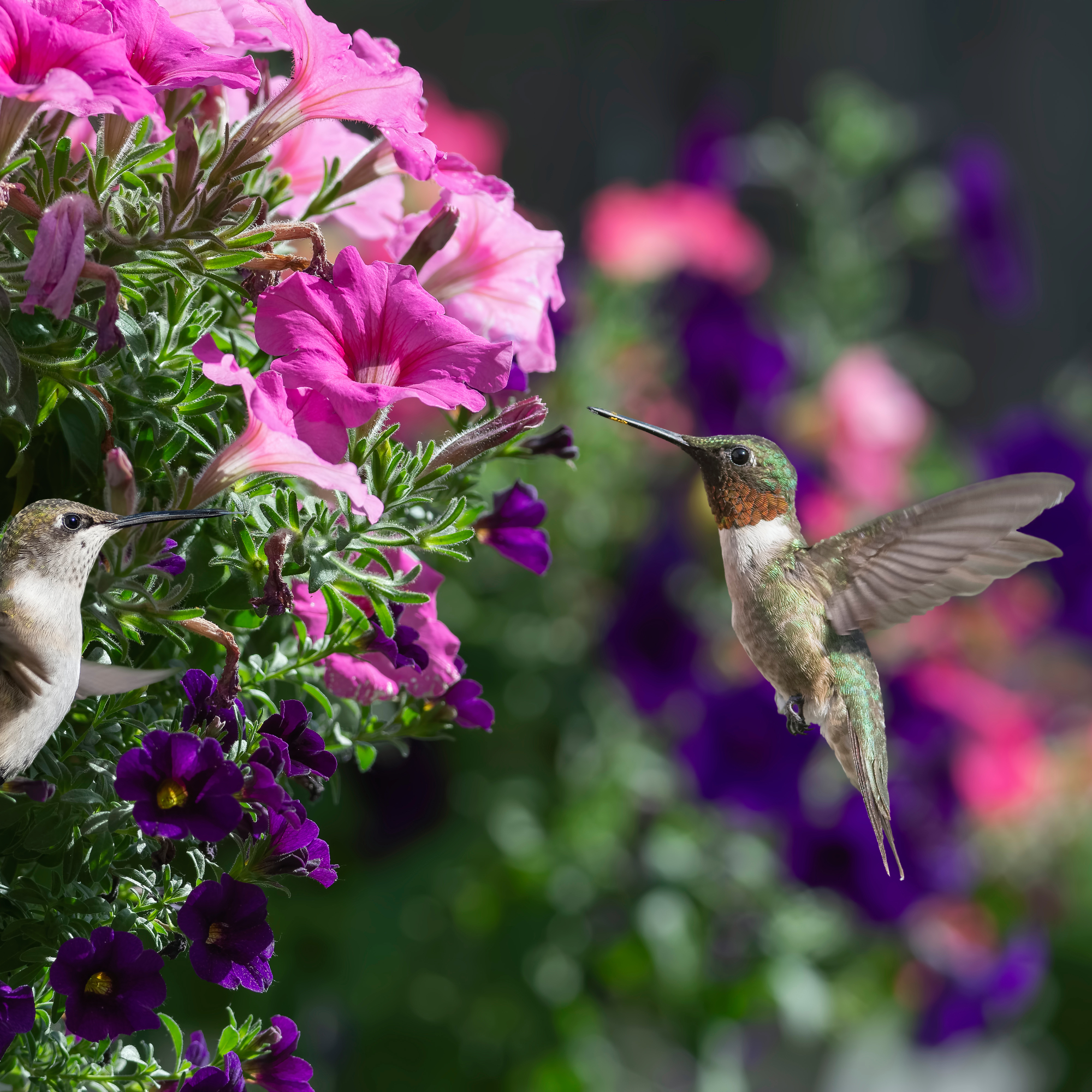 hummingbirds attracted by nectar to pink petunia flowers growing in a hanging basket