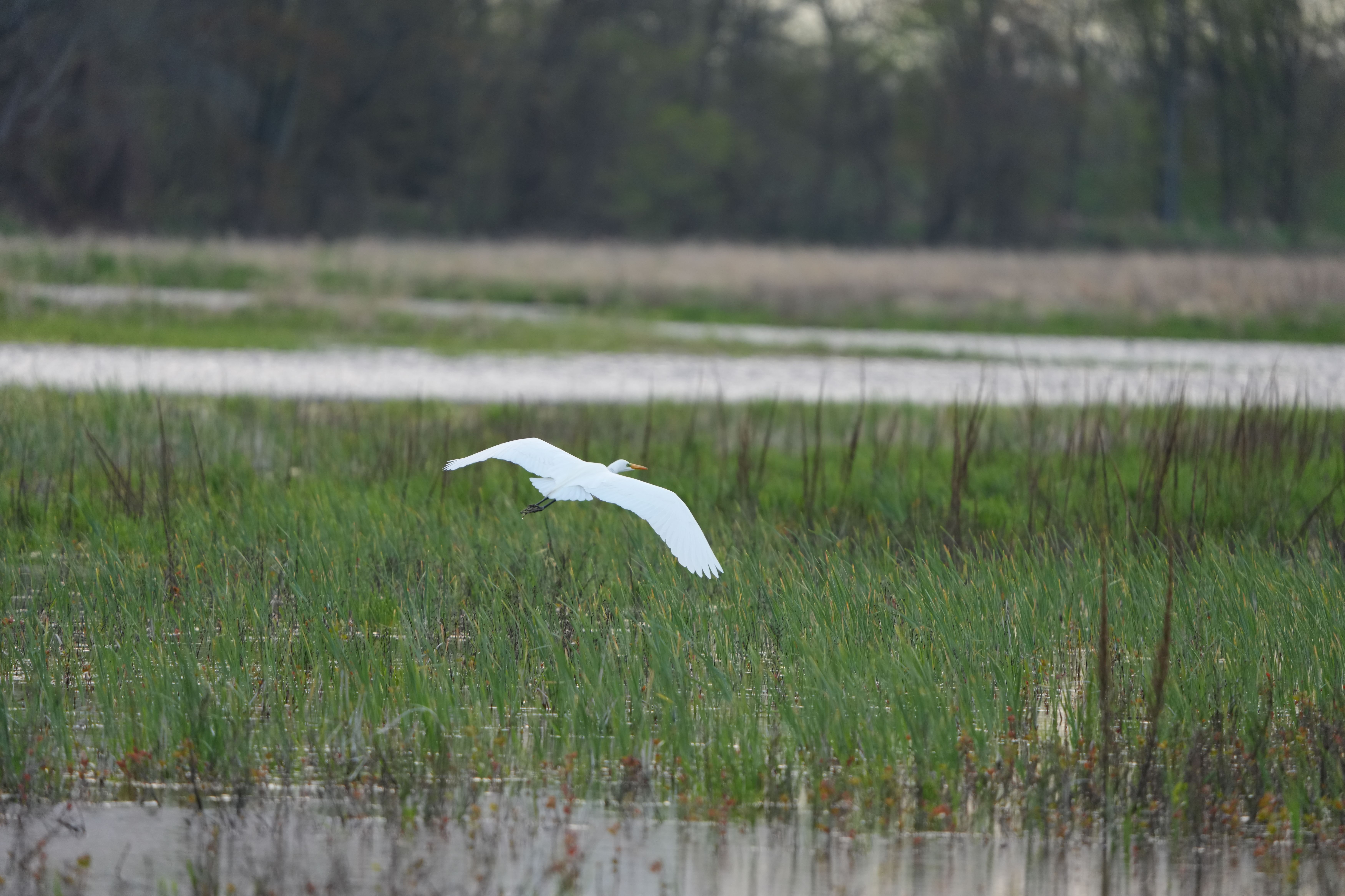 Wildlife images shot on the Sony A7R VI, unedited JPEG with slight resize to 7K pixels wide for web upload