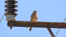 A kestrel