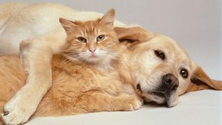Diseases you could catch from your cat or dog: Dog and cat cuddling up to each other