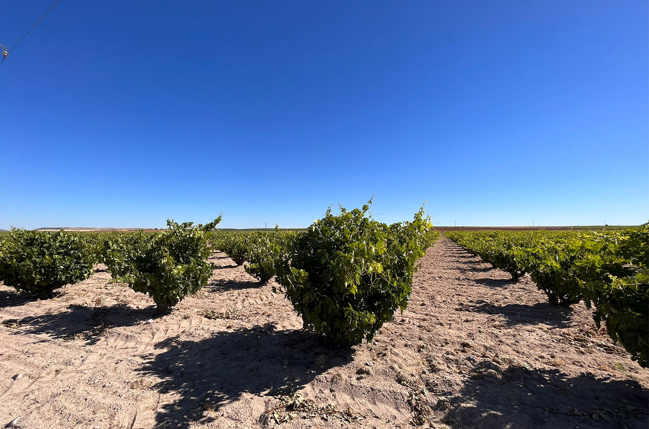 The vineyards of DO Toro.