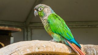 Green-Cheeked Conure