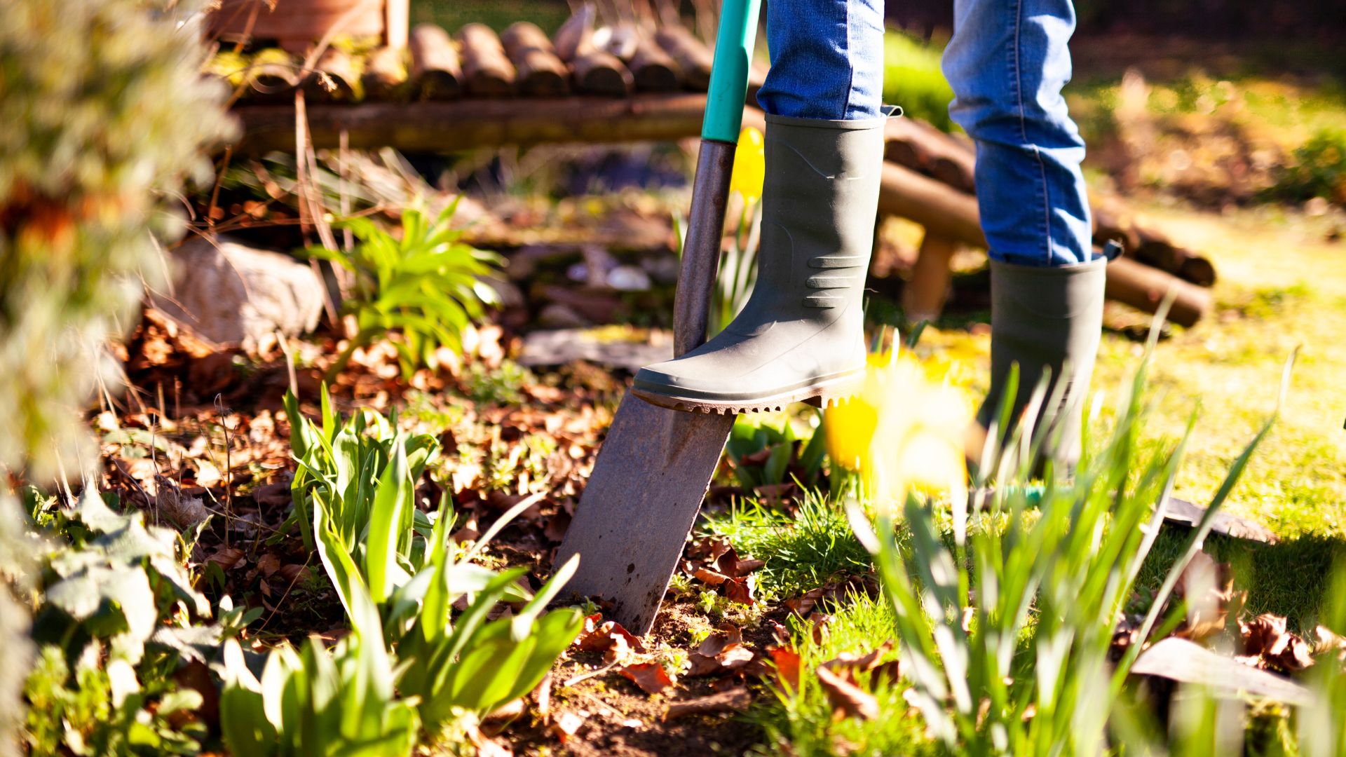 picture of woman digging up with spade in her garden