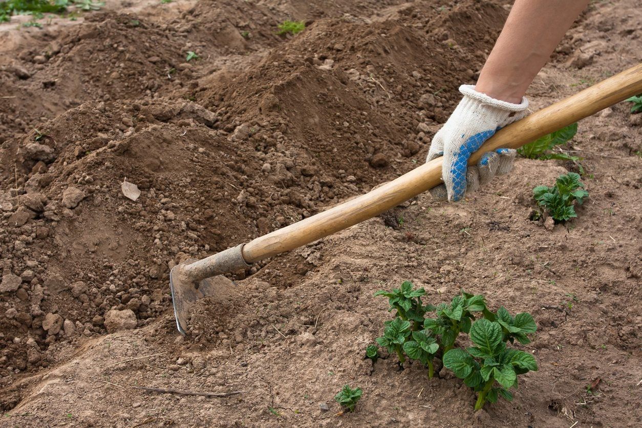 Gardener With Hoe In Soil