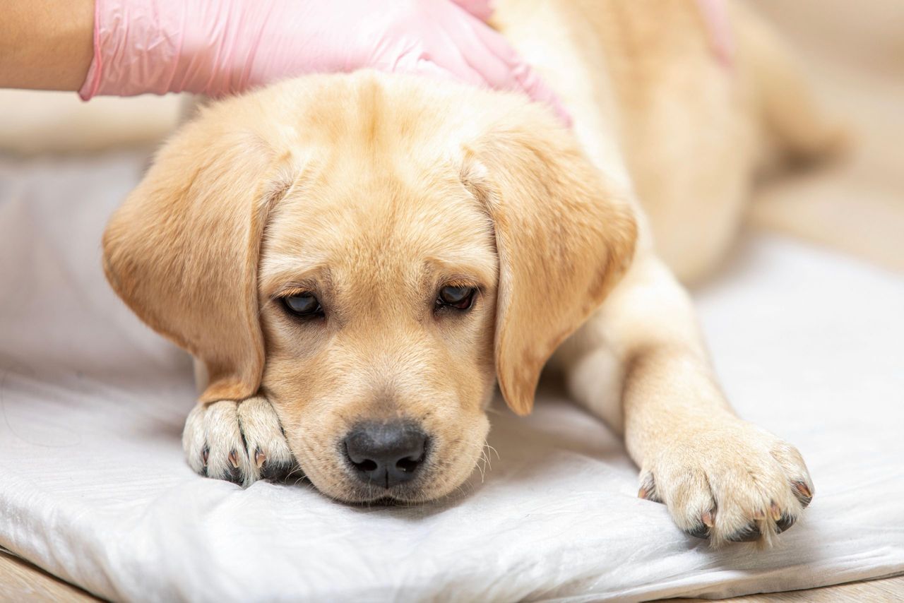 close up labrador puppy dog resting in arms of veterinary healthcare professional.