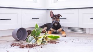 German Shepherd puppy has dug up a house plant