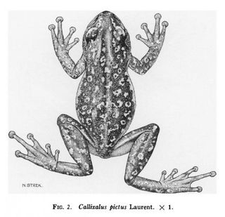 african-painted-frog-100812-02