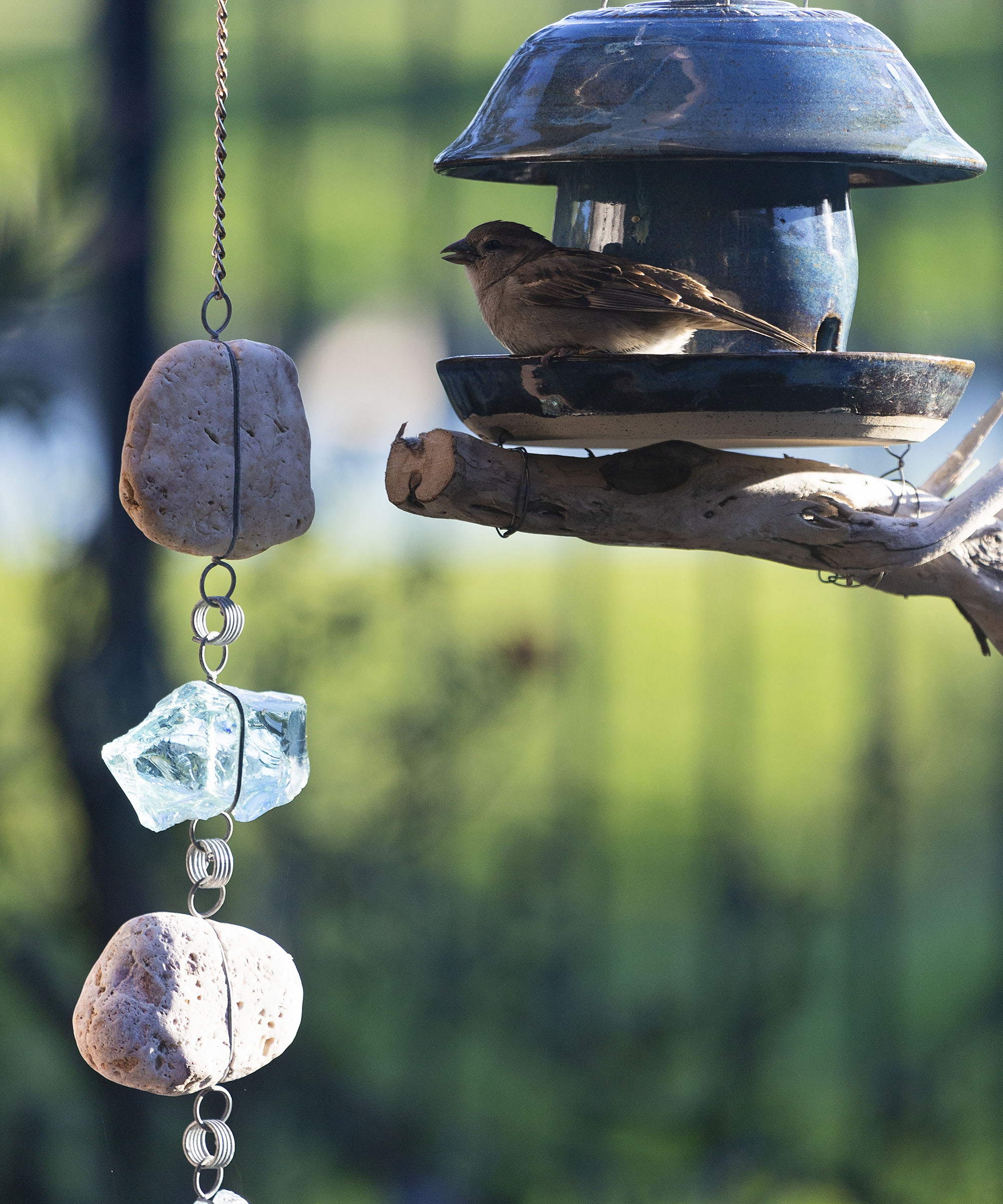 A decorative rain chain in an American garden