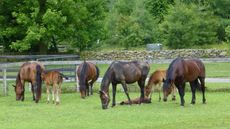 rare horse breeds Rare Breed Survival Trust watchlist