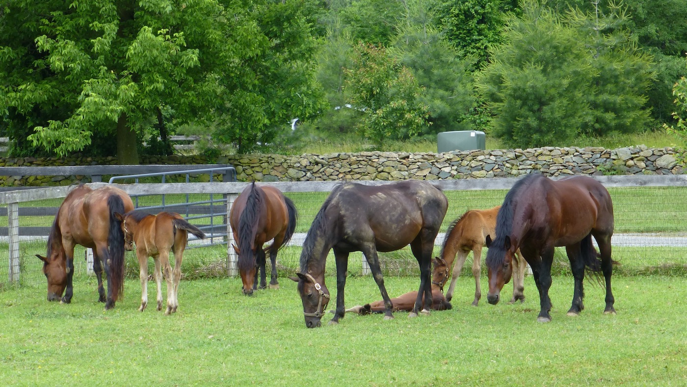 rare horse breeds Rare Breed Survival Trust watchlist