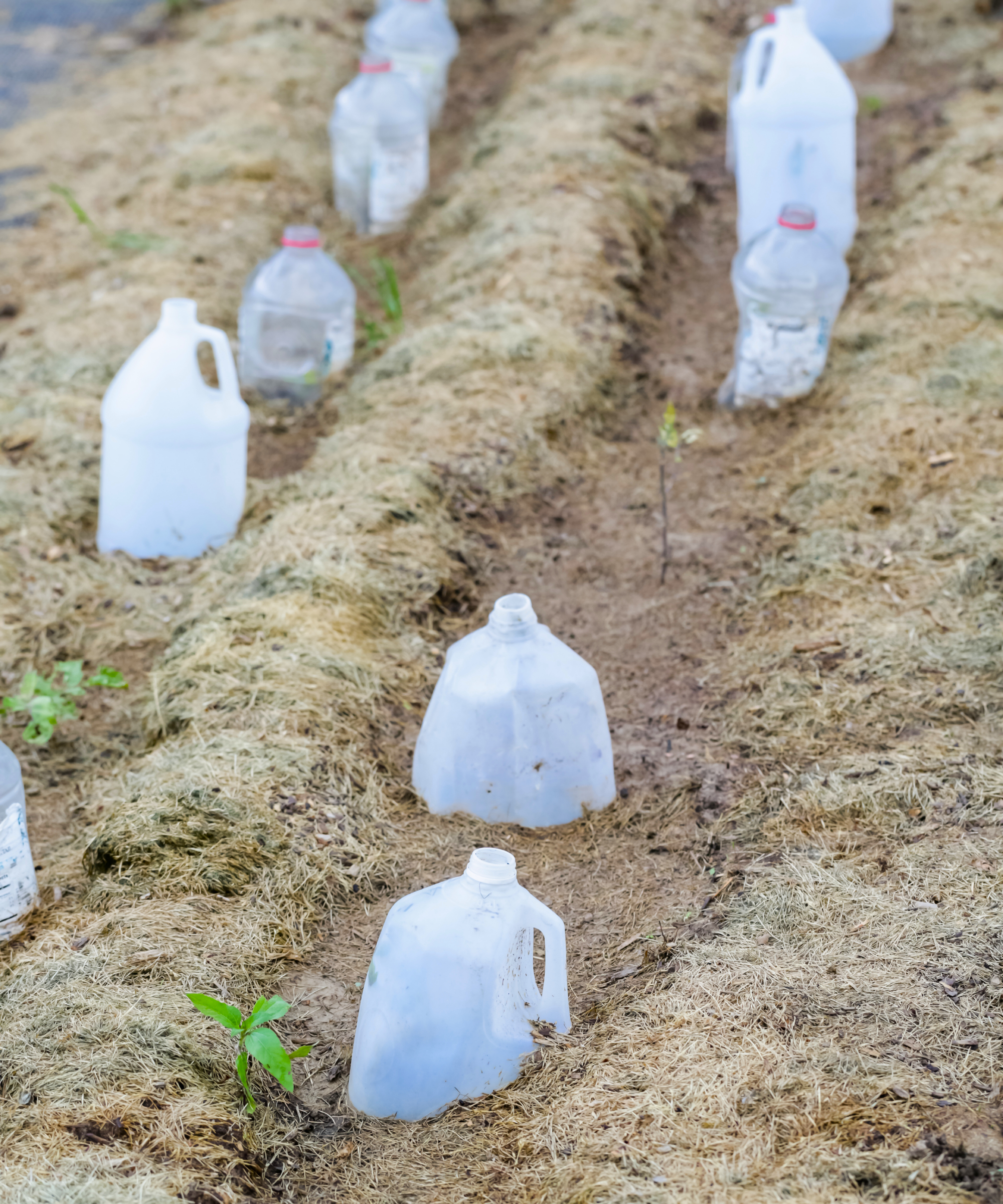 milk jug cloches in garden