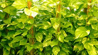 A silver vine plant