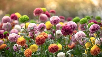 A collection of light pink, dark pink, orange, yellow, and green mums in a field, with sunlight behind them