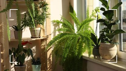 picture of houseplants in sunlight