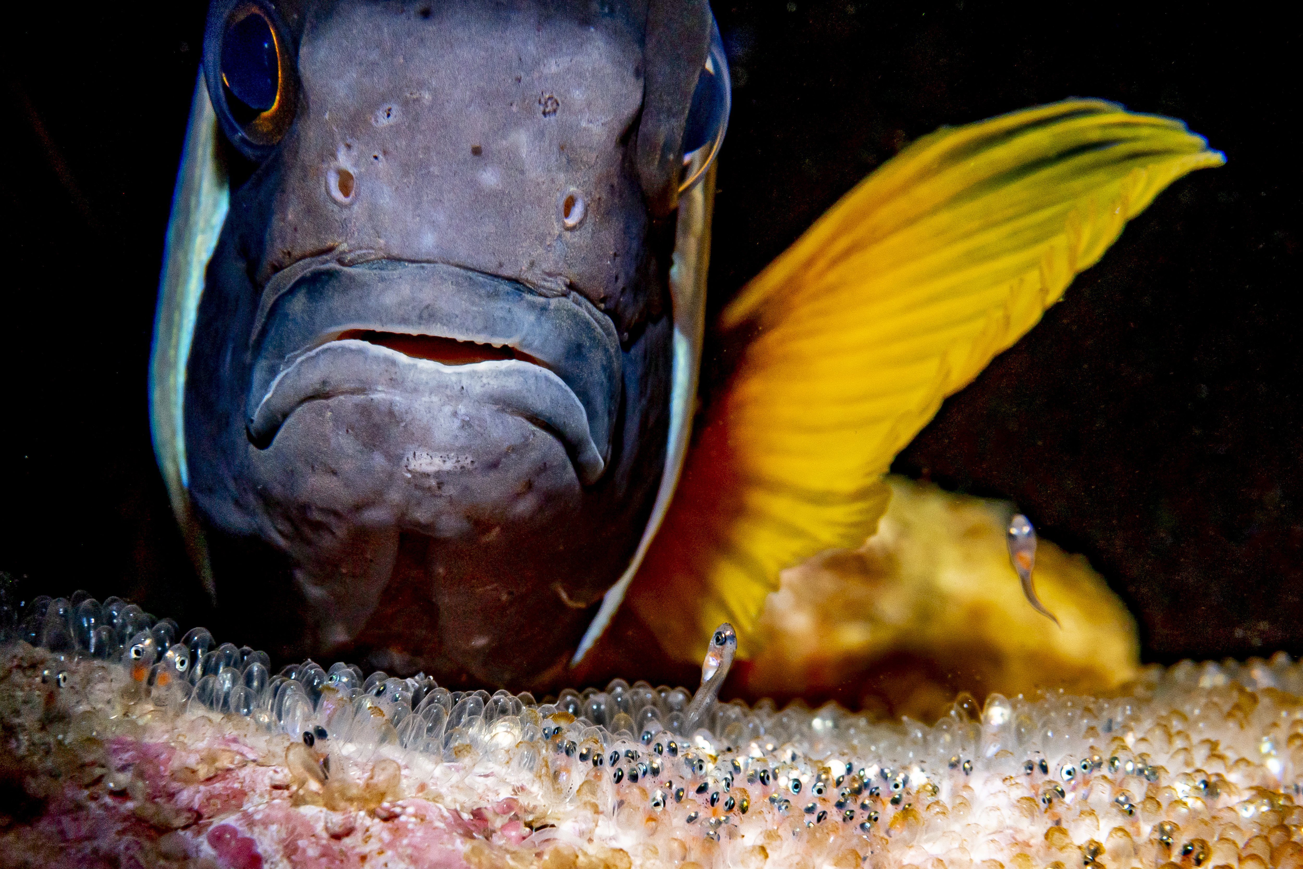 A clown fish parent watches tiny baby clownfish hatch