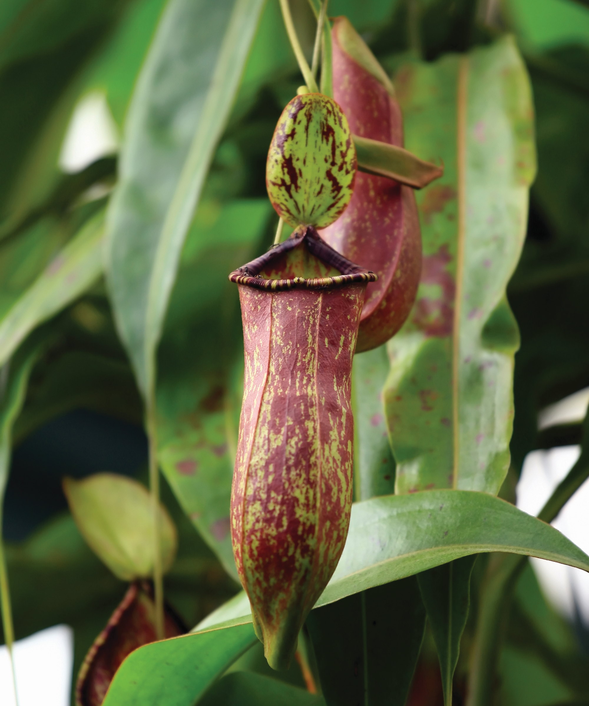 The dark pitcher of a Nepenthes truncata up close