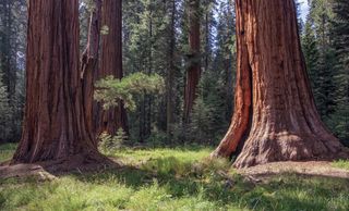 Picture of Sequoia National Park California