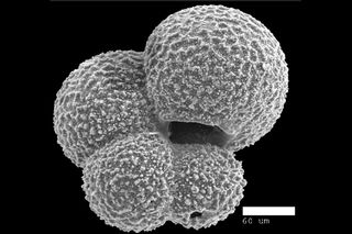 A near-microscopic fossil foraminifera