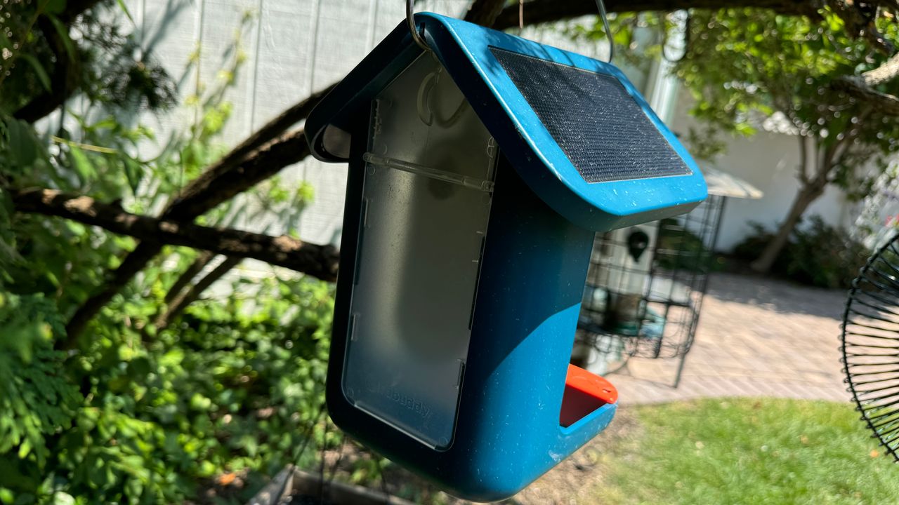 Birdbuddy experiential