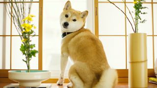 Shiba Inu facts