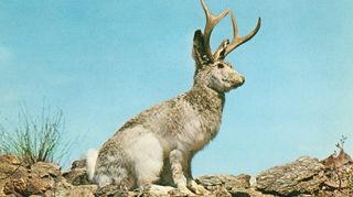 Yes, it's a jackalope