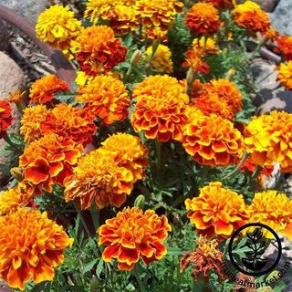 French Marigold Seeds - Sparky Mixture