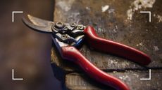 picture of rusty and dirty secateurs on work bench