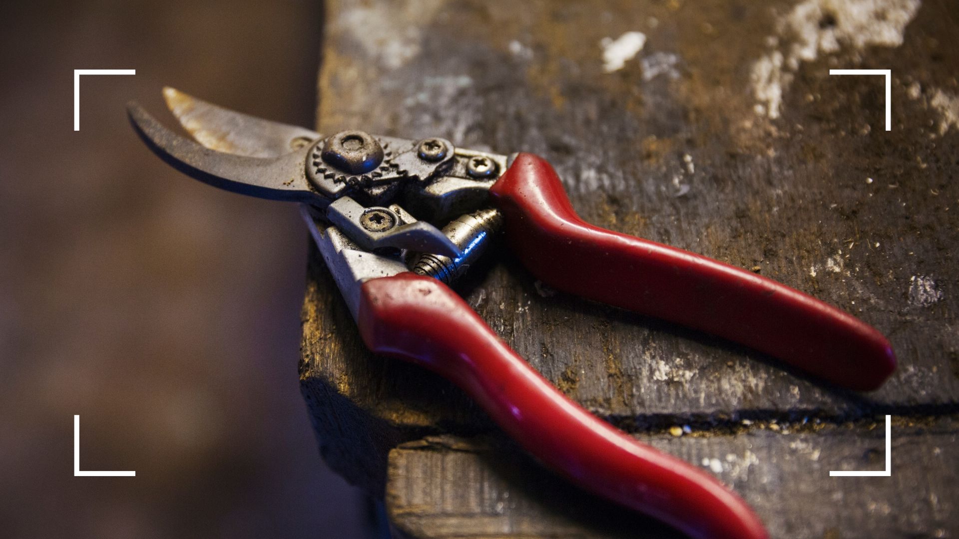 picture of rusty and dirty secateurs on work bench