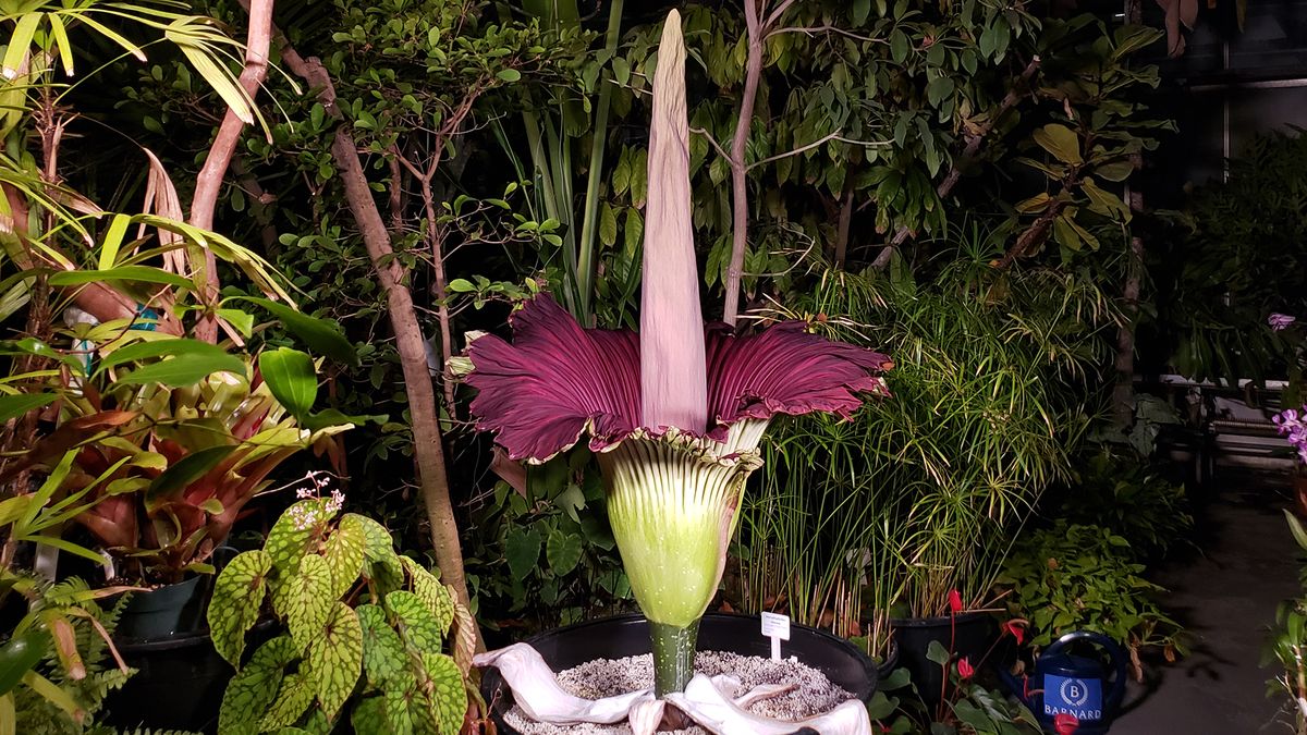 Sexy, stinky corpse plant blooms to life on live stream (watch here) - Livescience.com