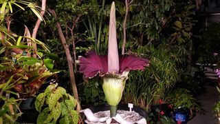 Corpse plants are native to Sumatra, but this one bloomed on Manhattan's Upper West Side.