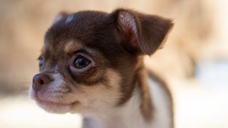 Chihuahua puppy with floppy ears