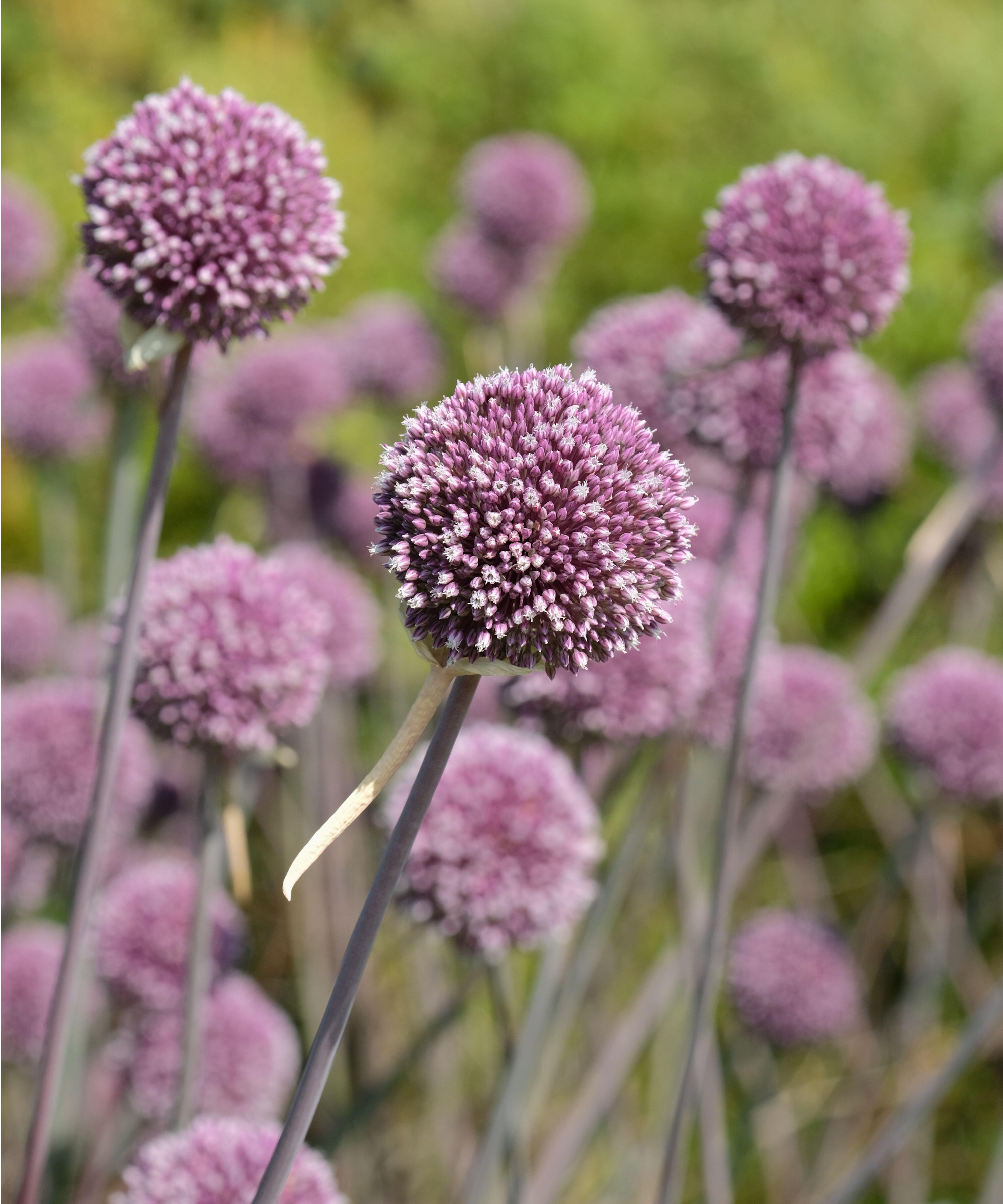 'Summer Drummer' alliums
