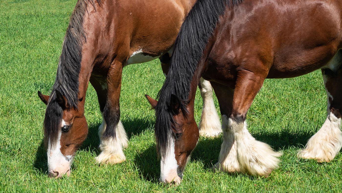 clydales-grazing.jpg