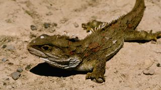 An olive green and brown lizard-like animal on the sand