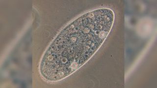 Paramecium aurelia
