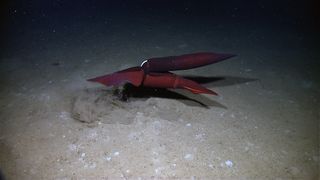 Two mating squid in the Gulf of Mexico.