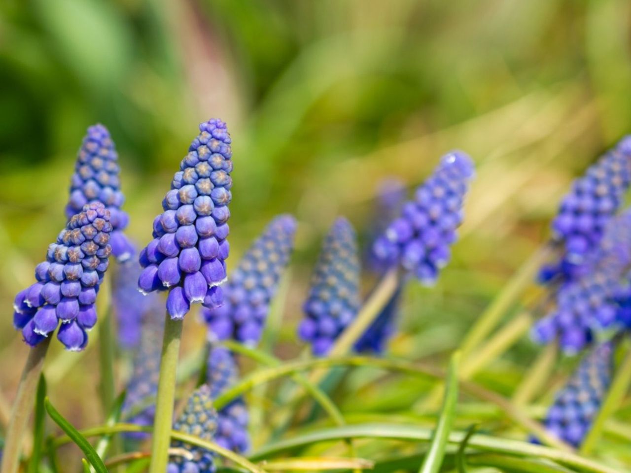 Grape Hyacinth Bulb-Type Flowers