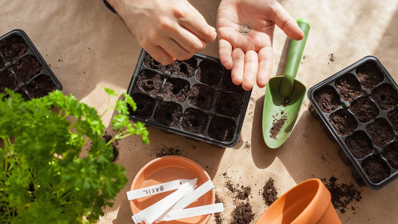 Sowing seeds indoors in trays of compost