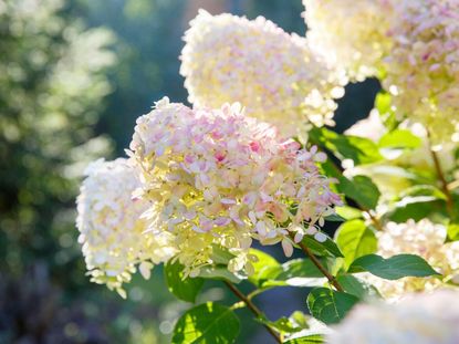 tree hydrangea 1