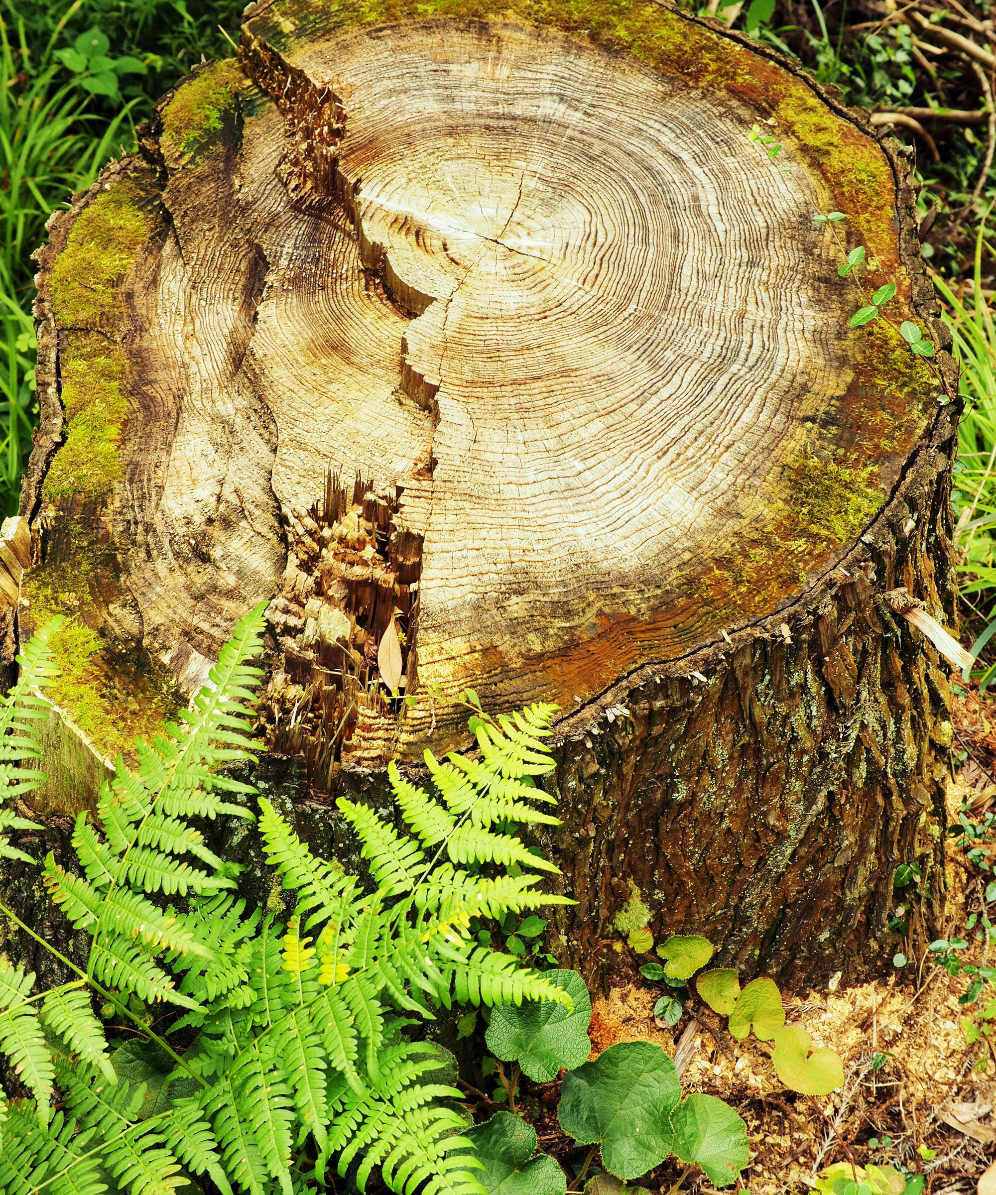 stump and fern in garden