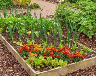 small vegetable garden in raised beds with wood chip pathways