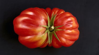 close focus on heirloom tomato with black background 
