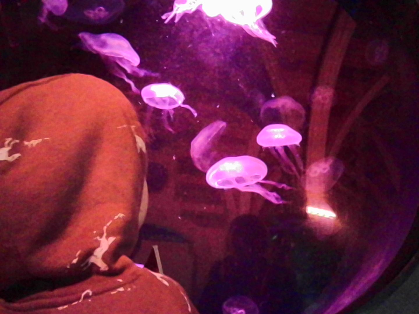 Kodak Charmera sample gallery: child looking at jellyfish in an aquarium